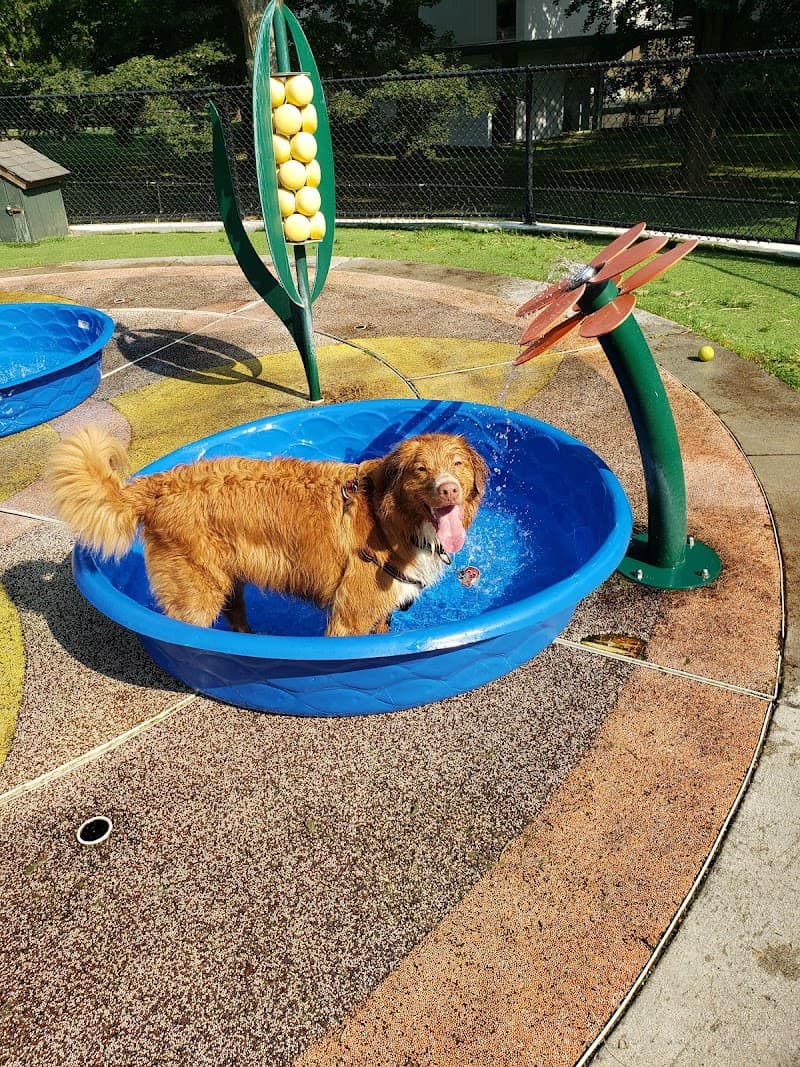 Beau's Dream Dog Park splash pad