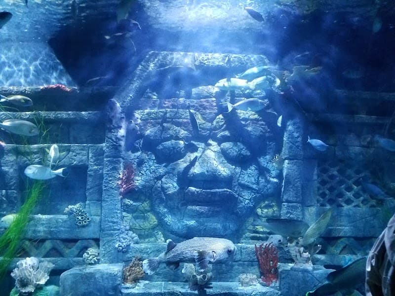Downtown Aquarium Splash Pad in Houston, Texas