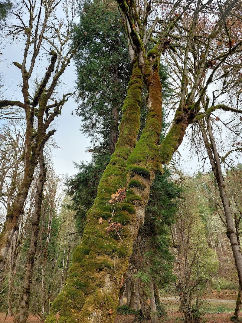 Osgood Park in Fall Creek, Oregon