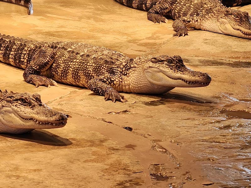 Reptile Lagoon in Hamer, South Carolina